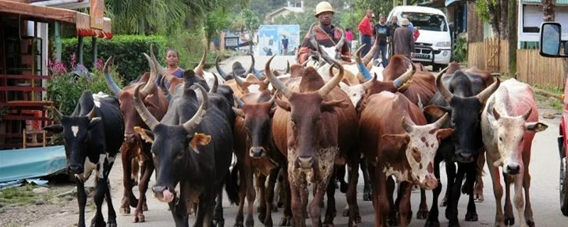 Circuits classique sud de Madagascar - Tana à Ifaty