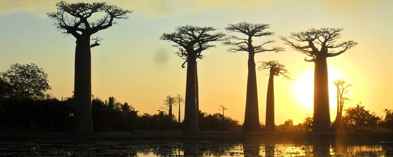 Descente de la Tsiribihina - Visite du parc Tsingy de Bemaraha