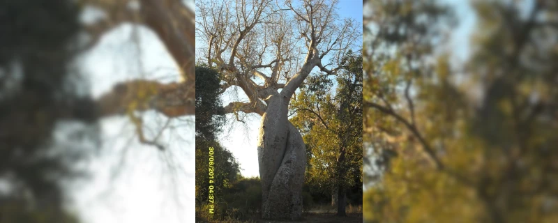 Descente de la Tsiribihina - Visite du parc Tsingy de Bemaraha