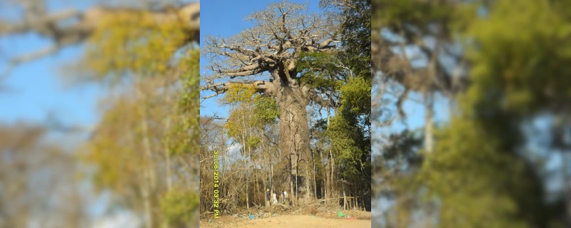 Descente de la Tsiribihina - Visite du parc Tsingy de Bemaraha