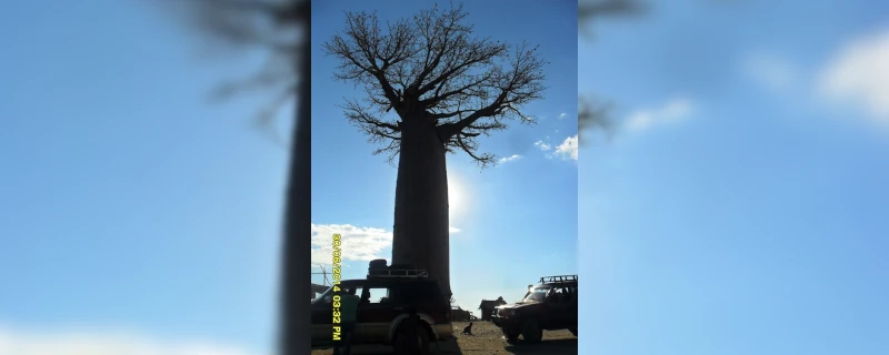 Descente de la Manambolo - Visite Tsingy de Bemaraha