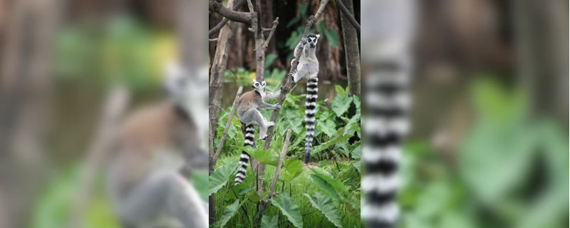 Circuits classique sud de Madagascar - Tana à Ifaty