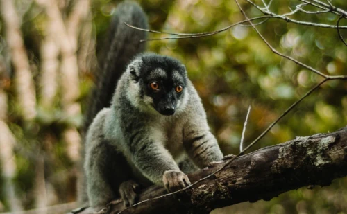 Visite Andasibe et le Sud de Madagascar