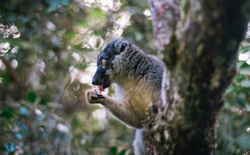 Circuit Est de Madagascar - Visite Andasibe et Palmarium