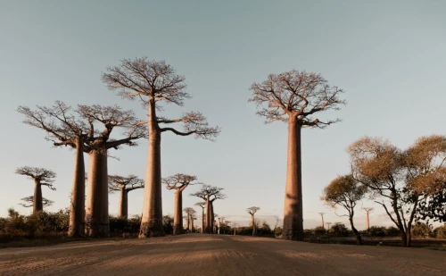 Descente de la Manambolo - Visite Tsingy de Bemaraha