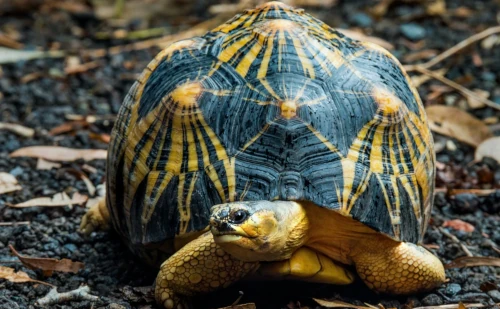 Boucle de Morondava - Tuléar