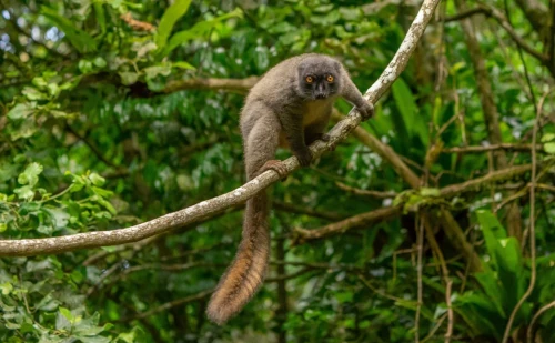 Circuit Nord de Madagascar de Tana à Diego